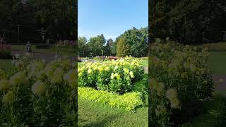 Dahlienfeuer im Britzer Garten am 27092023 [upl. by Yrrot]