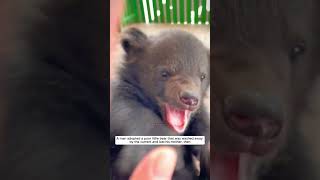 A man adopted a poor little bear that was washed away by the current bear babybear short [upl. by Berkley]