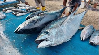 Fantastic big Yellowfin Tuna Cutting skills at the fish market Sorong [upl. by Ainessey549]