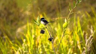 Superb Fairywren Superb BlueWren or Blue Wren Malurus cyaneus ♂  Prachtstaffelschwanz 1 [upl. by Tartaglia]