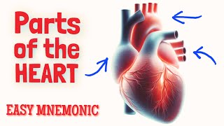 Heart Anatomy  EASY Mnemonic to Help Learn amp Memorize the Parts of the Heart [upl. by Sarita]