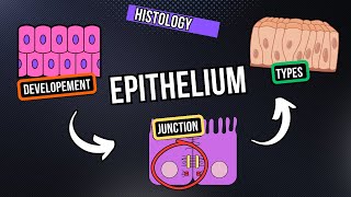 What Is Epithelial Tissue [upl. by Samara750]