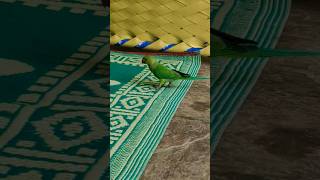 parrot sounds for parrotsparrotparrot parrots birds macawsworld redfrontedmacaw petbird cute [upl. by Ymer]