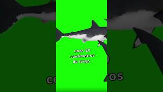 Tiburones asesinos cosasquenosabias curiosidadesanimales sabiasque animales shorts tiburones [upl. by Assilav]