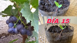 Como Germinar semillas de uva 🍇 con el mejor metedo y más rápidos [upl. by Irollam]