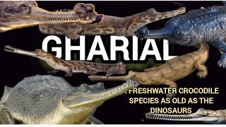 The Gharial  a fresh water species as old as dinosaur  rare gharial facts HAPPYPAWSANDWE [upl. by Constant]