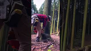 He cut down the tree in less than a minute treecutting wood [upl. by Yemane]