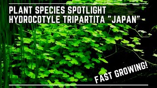 Plant Species Spotlight  Hydrocotyle Tripartita quotJapanquot  Care Guide [upl. by Ostraw]