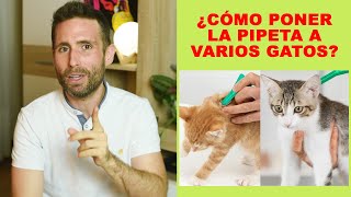 ¿Cómo colocar la pipeta cuando convives con varios gatos en casa [upl. by Peter968]