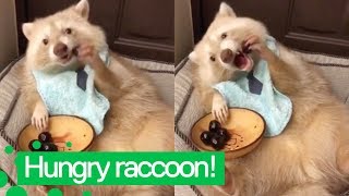 Cute Raccoon Eats Cherries  Raccoons are Awesome [upl. by Erdnuaed]