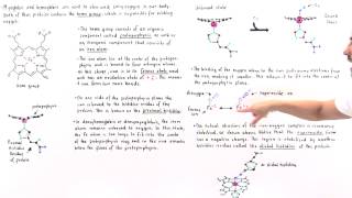 Heme Group of Hemoglobin and Myoglobin [upl. by Nyladgam298]