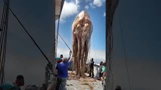 The most Giant Mysterious Deep Sea Creature Caught by Fishermen [upl. by Komsa]