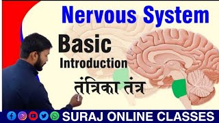 Nervous System ll Basic Introduction Nervous System ll तंत्रिका तंत्र ll Complete Nervous System ll [upl. by Enelyar]