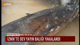 İznikte dev yayın balığı yakalandı [upl. by Gerome]