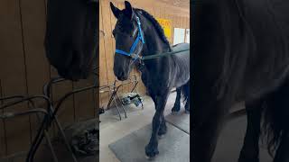 Birthday prep in the morning Celebration later birthday horses friesian friesianhorse cat [upl. by Oulman]