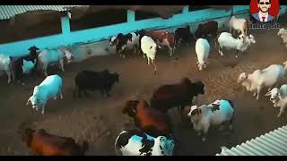 Maweshi Mandi Se Dhundh K Laya Hun Remake I Eid ul Adha I Bakra Eid [upl. by Ramar]