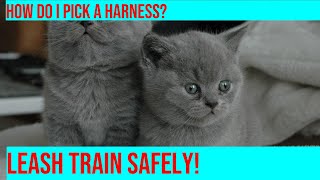 Choosing the Right Harness for Leash Training Your Cat [upl. by Havens]