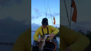 Catching redfish on topwater fishing louisiana bigfish outdoors [upl. by Massimo]