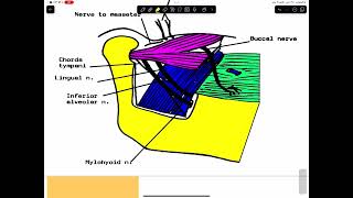 Lec 78 infratemporal ll  TMJ [upl. by Zeena936]