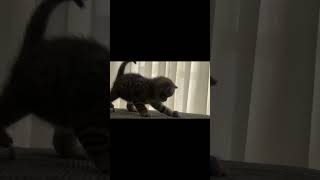 Mathilda and Micheal Jackson 😻🦋 musepawzzle dance michealjackson kittenslovers cuteanimals [upl. by Hulton682]