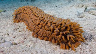 Facts The Sea Cucumber [upl. by Aneekahs]