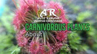 What happens with the carnivorous plants  Andy Rubiano™ ft CarnivorousplantsOrg1972 [upl. by Enoid]