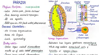 Phylum Porifera  subkingdom parazoa  general characteristics  class 11 [upl. by Annel999]