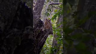 Tawny fish owl🦉 owl tawnyfishowl wildlife jungle corbettsafari [upl. by Dalohcin]