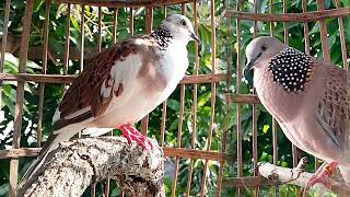 Most Beautiful Fancy Spotted Doves [upl. by Cock21]