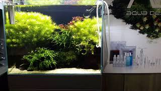 Aquariumshop de Maanvis Nijmegen Netherlands ADA cube garden 60H 60x30x45 cm lxwxh [upl. by Ramah]