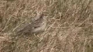 Woodlark Lullula arborea Hedelærke [upl. by Ahsotan]