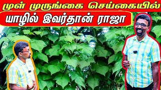 முள்முருங்கை தோட்டம் மூலம் இவ்வளவு இலபமா  Erythrina Veriegata farming jaffna [upl. by Atnim]