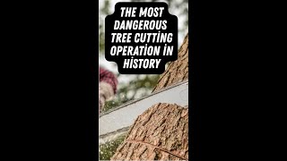 The MOST DANGEROUS Tree Cutting Operation in History history facts [upl. by Anila]