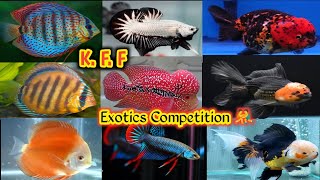 7 July  Rare and Top notch Fish Update  Discus fish vs Flowerhorn fish vs Gold fish vs Betta fish [upl. by Standley]