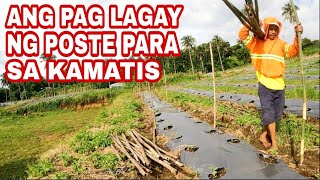 PAANO LAGYAN NG POSTE ANG TANIM NA KAMATIS [upl. by Hew]