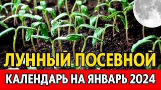 КОГДА И ЧТО сеем поливаем пересаживаем Лунный посевной календарь на ЯНВАРЬ 2024 [upl. by Muir]