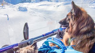 Sessellift mit Hund  Chairlift with dogs [upl. by Norihs]