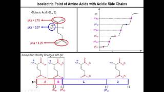 Lec11  The Isoelectric Point of Amino Acids [upl. by Rollins]