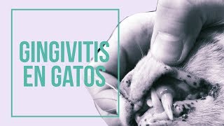 Cómo prevenir la gingivitis en gatos 😸 😷 Mantén sus encías SANAS [upl. by Ydnim265]