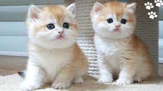 Golden British Shorthair  Cute And Adorable Cat Compilation [upl. by Elman]