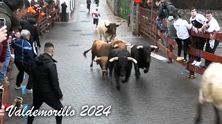 Valdemorillo 2024 Encierro y Capea con Toros Bravos [upl. by Viehmann]