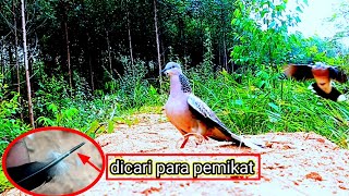 suara pikat burung TEKUKUR‼️🇮🇩Serunya mikat di kampung halaman istri dapat penguasa diatas rata2 [upl. by Huan]