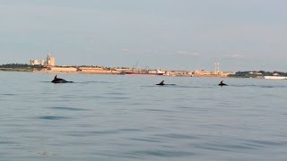 Dolphin sighting Bottlenose dolphin  Sado  Kayak  1080HD 50fps [upl. by Onit481]