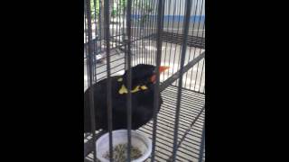 The most wonderful bird Mynah Talking Clearly in Bangla [upl. by Attaynik758]