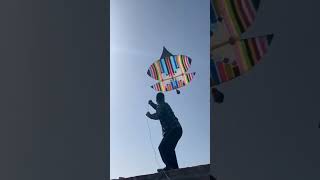 🌶️New Big quot40quot Tava Kite Flying 😱 Kite Festival 2024🎉 kite ytshorts kiteslover kiteflying [upl. by Macintyre871]