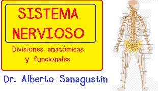 SISTEMA NERVIOSO explicado FÁCIL anatomía y fisiología [upl. by Ingamar]