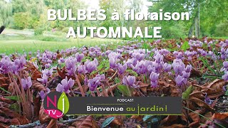 TOUT SAVOIR SUR LES FLEURS À BULBES D’AUTOMNE  COLCHIQUE SAFRAN CROCUS JAUNE CYCLAMEN DE NAPLES… [upl. by Bello]