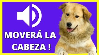 ❤ SONIDOS para PERROS para que MUEVAN La CABEZA  Ruidos y Efectos [upl. by Libbi]