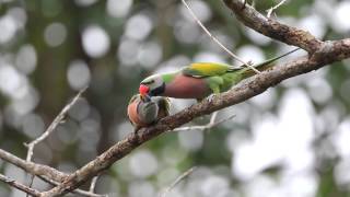 Redbreasted Parakeets [upl. by Olia]