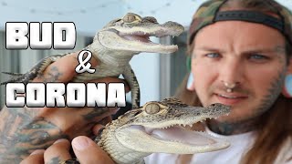 Meet Bud and Corona My new Alligators  Tyler Nolan [upl. by Nickles]